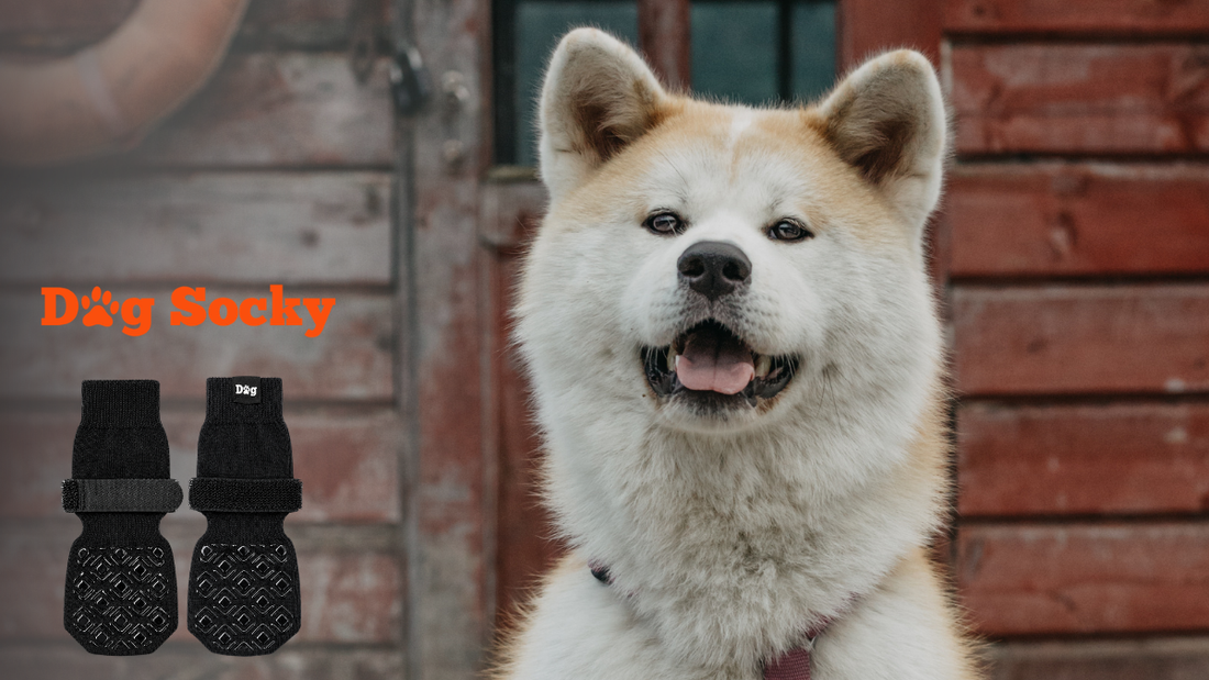 Akita Inu close-up, likgranuloom bij honden de vicieuze cirkel doorbreken