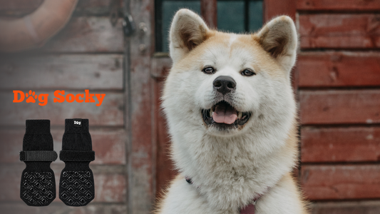 Akita Inu close-up, likgranuloom bij honden de vicieuze cirkel doorbreken