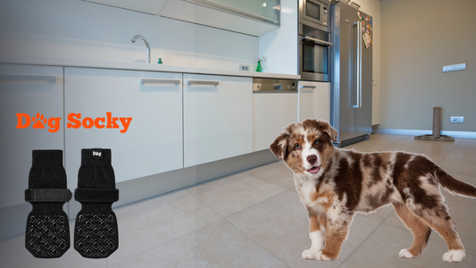 Australian Shepherd puppy in keuken met Dog Socky antislip hondensokken