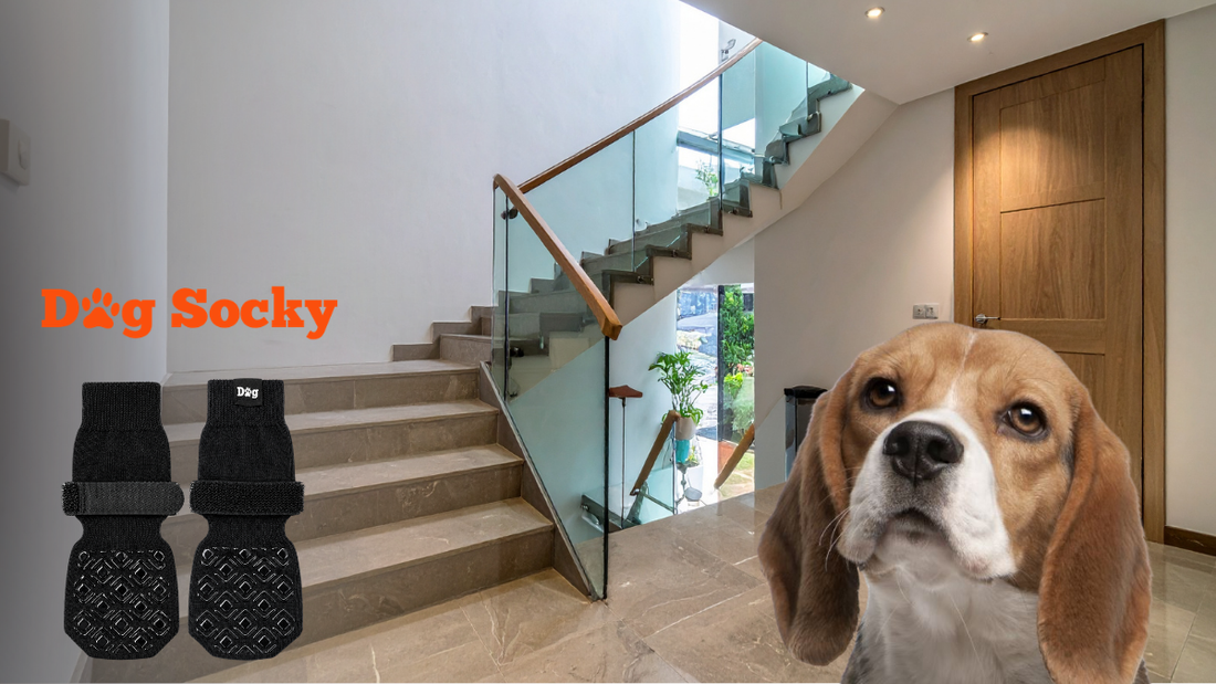 Beagle naast moderne trap, Dog Socky hondensokken maat voor de Beagle