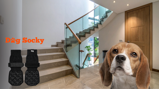 Beagle naast moderne trap, Dog Socky hondensokken maat voor de Beagle