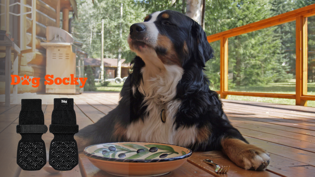 Berner Sennen op houten veranda, hondenpoot wond beschermen met Dog Socky sok
