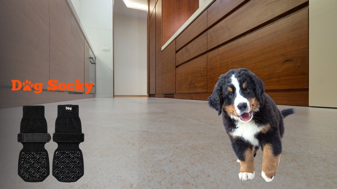 Berner Sennen puppy op tegels, Dog Socky hondensokken XXL in aantocht