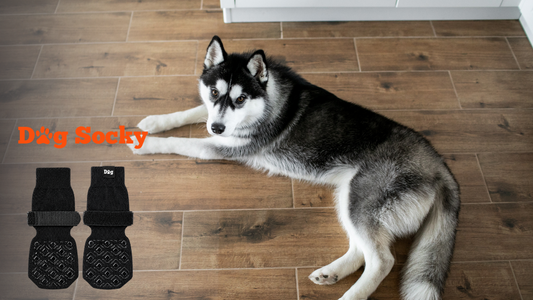 Husky op houten vloer met Dog Socky antislip hondensokken, de beste antislip hondensokken van 2026