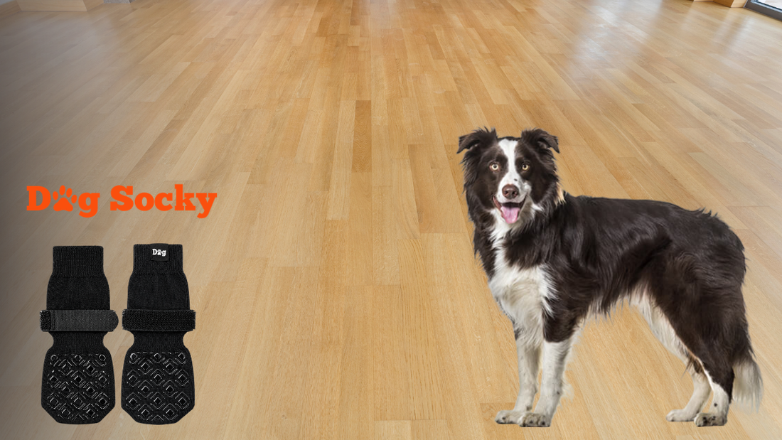 Border Collie staand op houten vloer met Dog Socky antislip hondensokken
