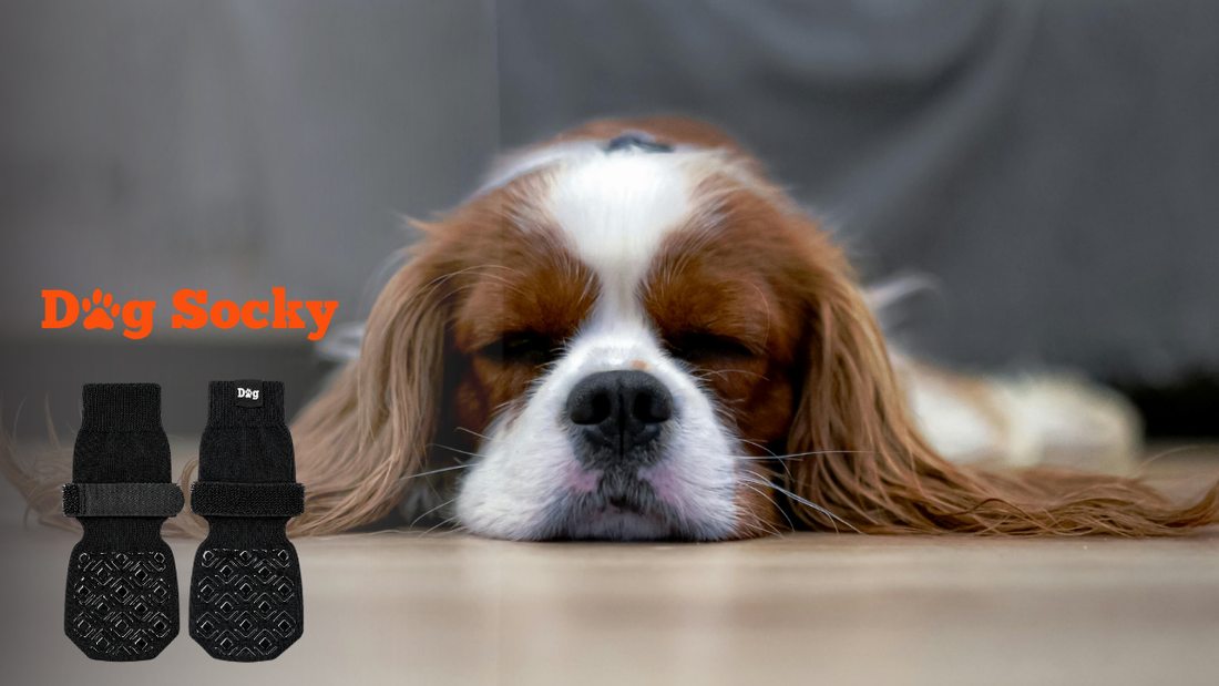 Cavalier King Charles Spaniel met droevige ogen, bang van gladde vloer