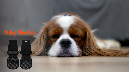 Cavalier King Charles Spaniel met droevige ogen, bang van gladde vloer