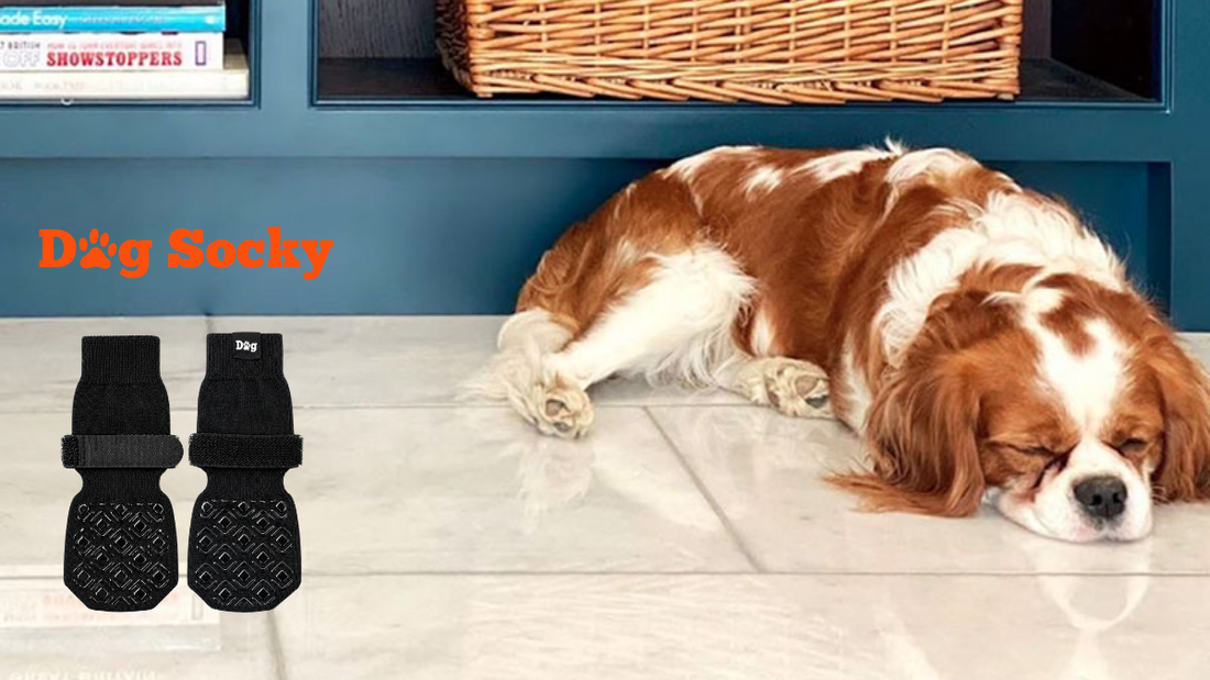 Cavalier King Charles Spaniel op witte tegels met Dog Socky antislip sokken