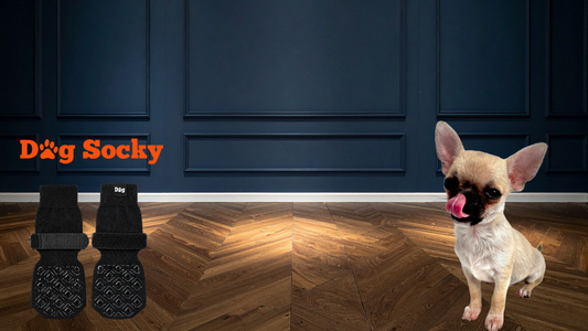 Chihuahua op visgraat parket met Dog Socky antislip hondensokken maat XS