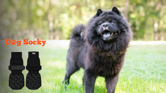 Zwarte Chow Chow in gras, hondensokken voor honden met zwemvliezen Dog Socky