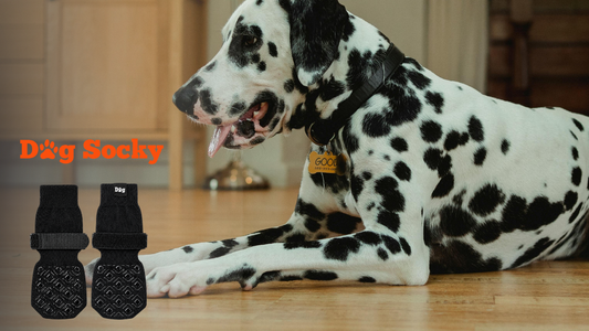 Dalmatier op houten vloer, oude hond moeilijk opstaan met Dog Socky
