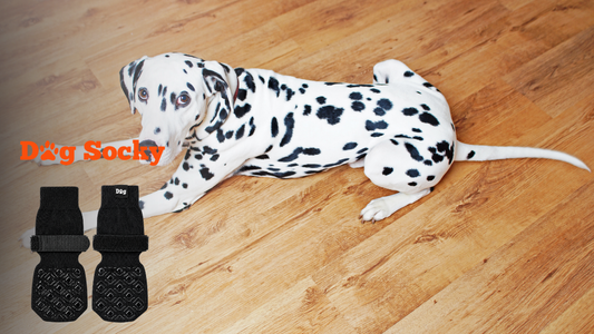 Dalmatier gezien van boven op parket, oude hond en de trap met Dog Socky