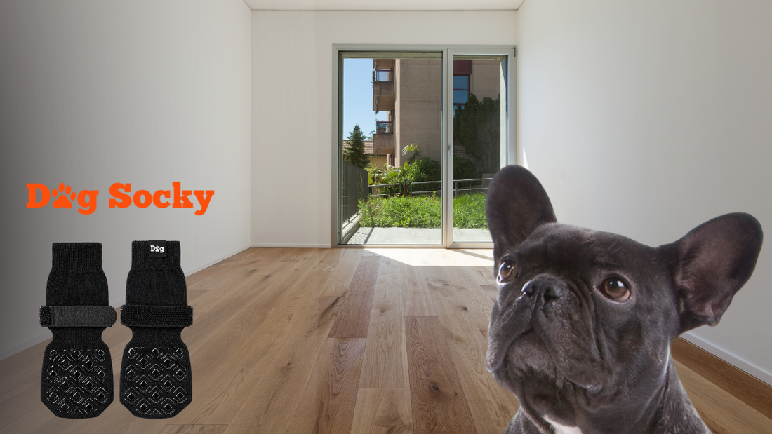 Franse Bulldog in traditioneel interieur, Dog Socky hondensokken maat M uitgelegd