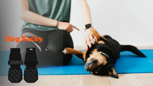 Baasje doet fysiotherapie met hond op blauwe mat, fysiotherapie hond kosten