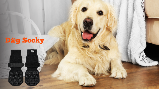 Golden Retriever met Dog Socky sokken voor grip bij zwakke achterpoten