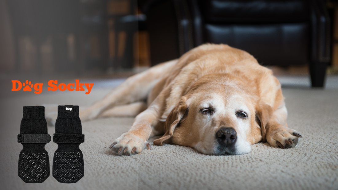 Moe Golden Retriever op tapijt, artrose bij hond Dog Socky als hulpmiddel thuis