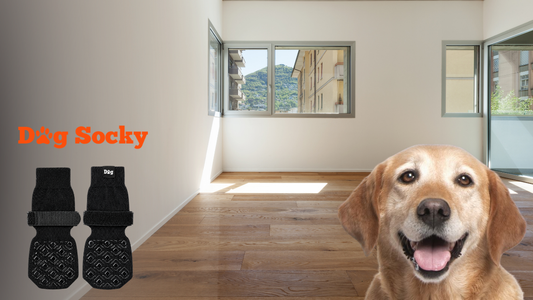 Blije Golden Retriever met Dog Socky hondensokken maat en vachttips