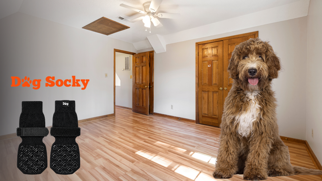 Bruin Goldendoodle puppy, Dog Socky puppysokken maat groeiende poten