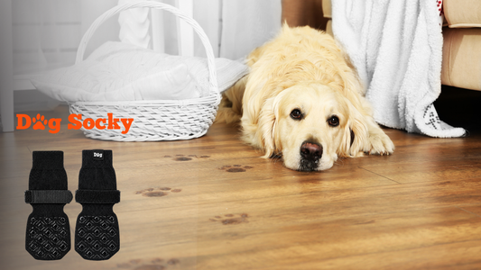 Grote blond hond op vloer met Dog Socky sokken bij heupdysplasie