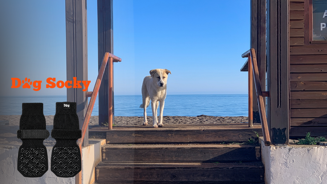 Hond bij buitentrap zee, hondensokken of hondenschoenen kiezen Dog Socky
