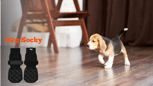 Beagle puppy met Dog Socky antislip hondensokken op laminaatvloer