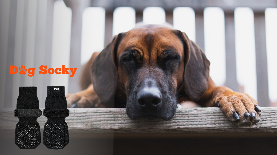 Hond met Dog Socky sokken glijdt niet meer bij spelen in de bocht