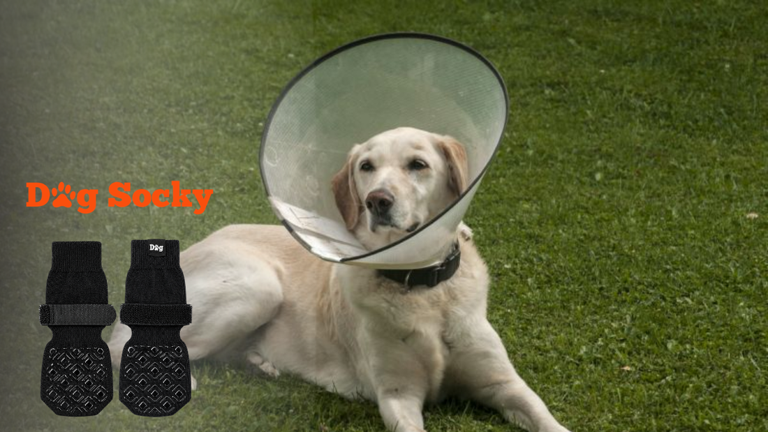 Alternative zum Hundekragen: nach Körperteil