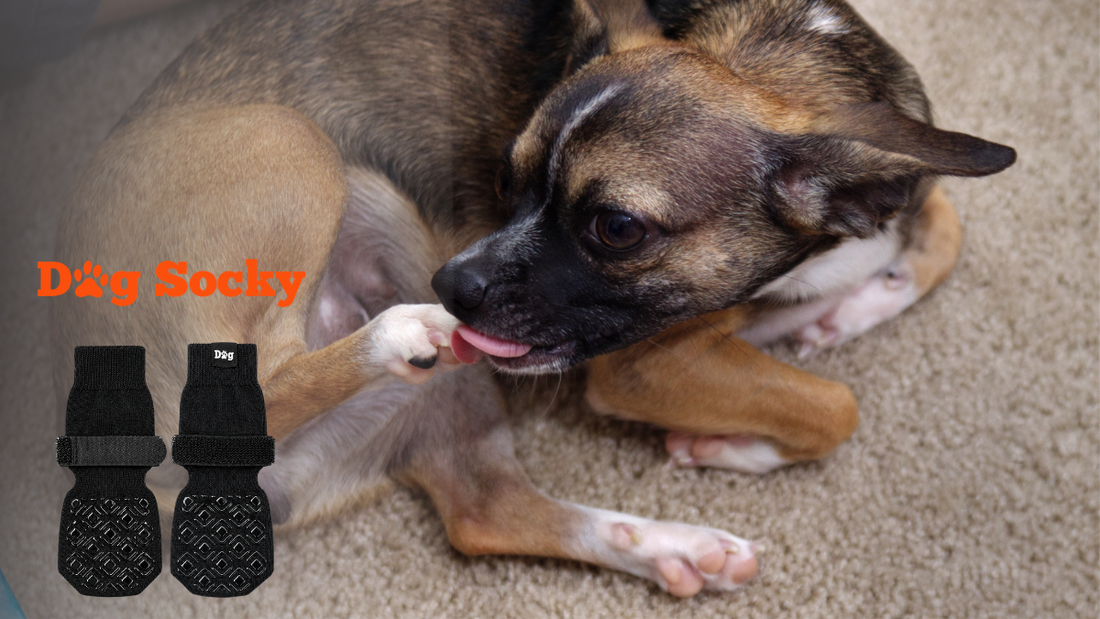 Hund leckt Salbe ab? 6 Tipps dagegen