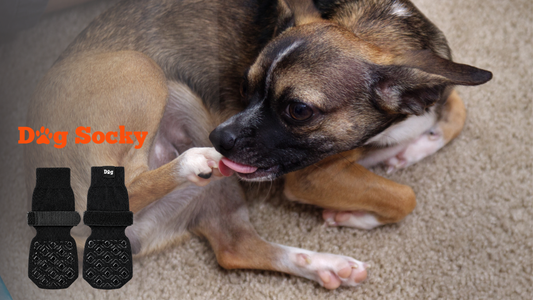 Chien lèche la pommade : 6 solutions