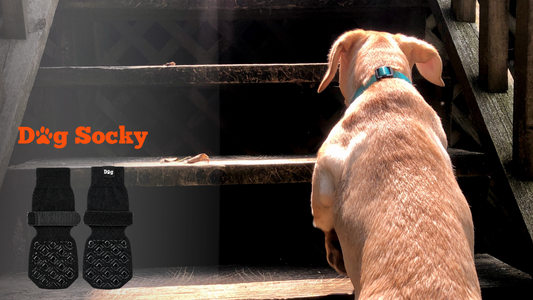 Hond op houten trap kijkt omhoog, ToeGrips alternatief Dog Socky antislip sokken