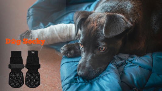 Zwarte hond met verband om poot, Dog Socky na operatie de poot beschermen
