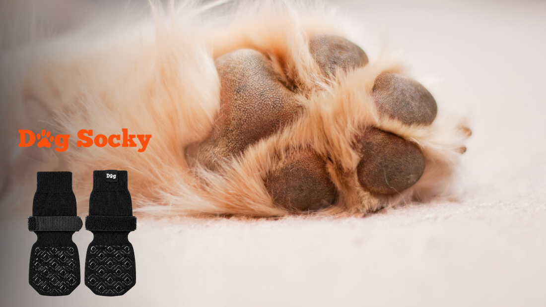 Pfotenlecken bei Hund stoppen: 3 Mittel