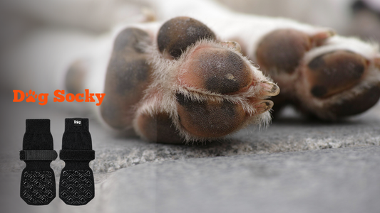 Pommade toxique pour chien : 4 produits