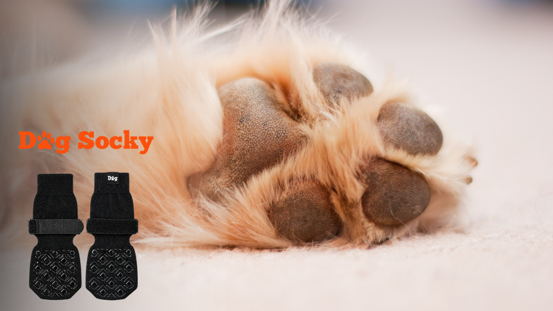 Gele hondenpoot close-up op witte achtergrond, Dog Socky hondensokken wassen drogen