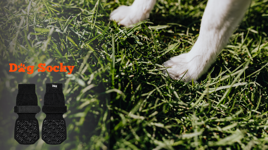 Hondenbenen in het gras, hoe lang mag je hond Dog Socky sokken per dag dragen