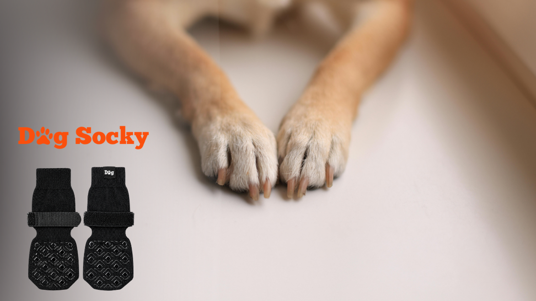 Hondenpoten in hartvorm samen op de vloer, pootbalsem aanbrengen als avondritueel met Dog Socky