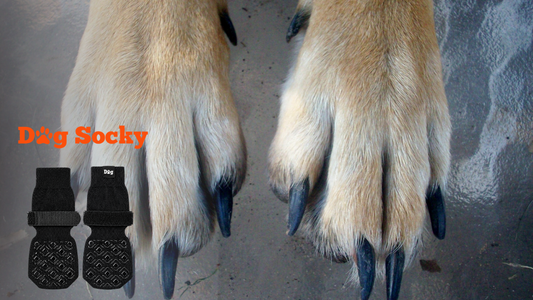 Twee hondenpoten met lange nagels, hondensokken aantrekken in 3 stappen Dog Socky