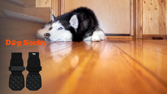 Husky op keukenvloer, senior hond checklist verzorging met Dog Socky sokken