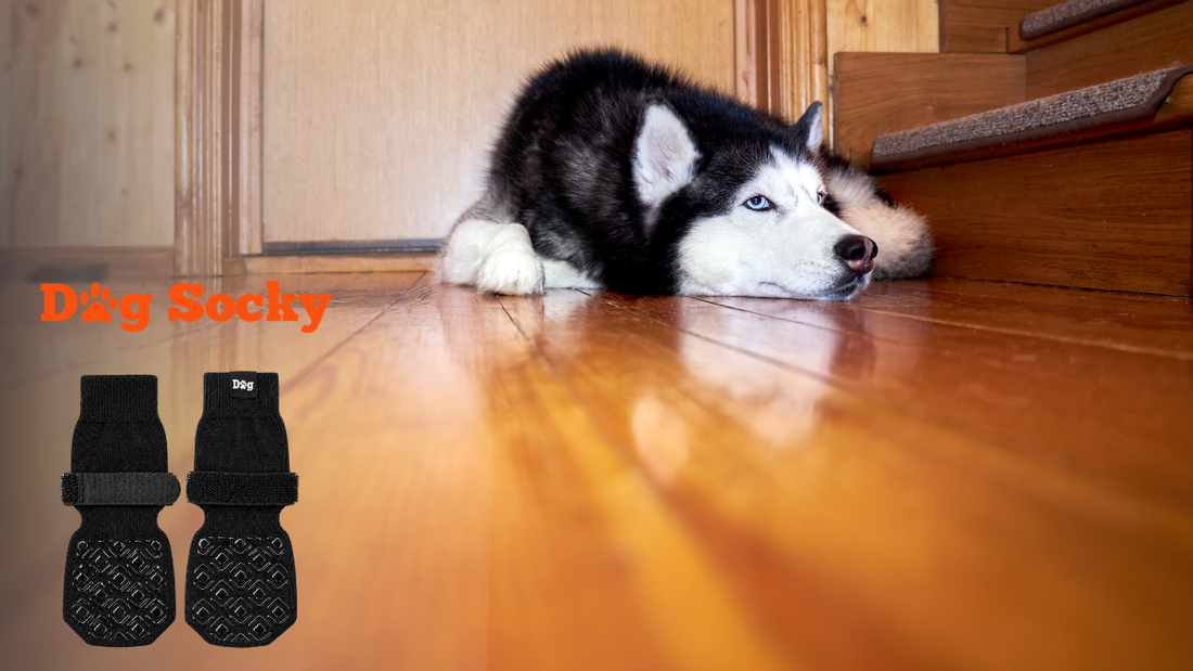 Husky liggend tegen de muur op hout, stijf na liggen Dog Socky antislip