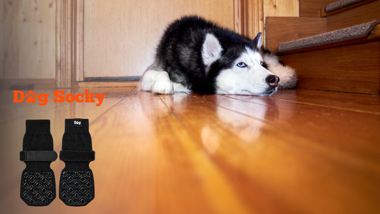 Husky liggend tegen de muur op hout, stijf na liggen Dog Socky antislip