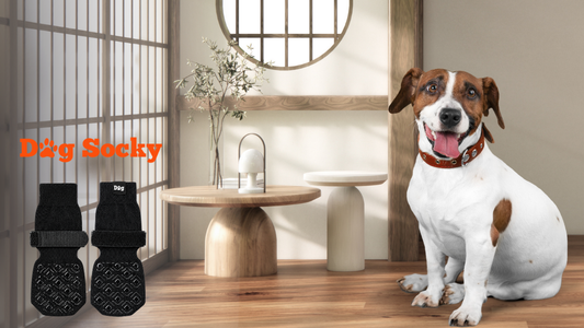 Jack Russell in stijlvolle kamer, cadeaus voor een senior hond met Dog Socky