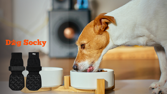 Jack Russell bij verhoogde etensbak, wanneer Dog Socky hondensokken vervangen