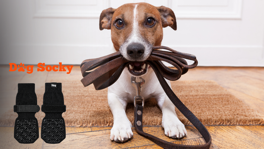 Jack Russell houdt riem vast op deurmat, Dog Socky antislip hondensokken Jack Russell