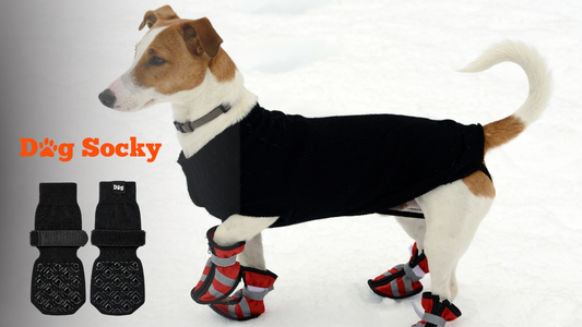 Jack Russell in rode hondenlaarzen en jasje, zo testen wij Dog Socky van prototype