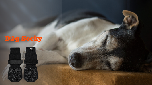 Jack Russell slapend, Dog Socky sok als alternatief voor verband hondenpoot