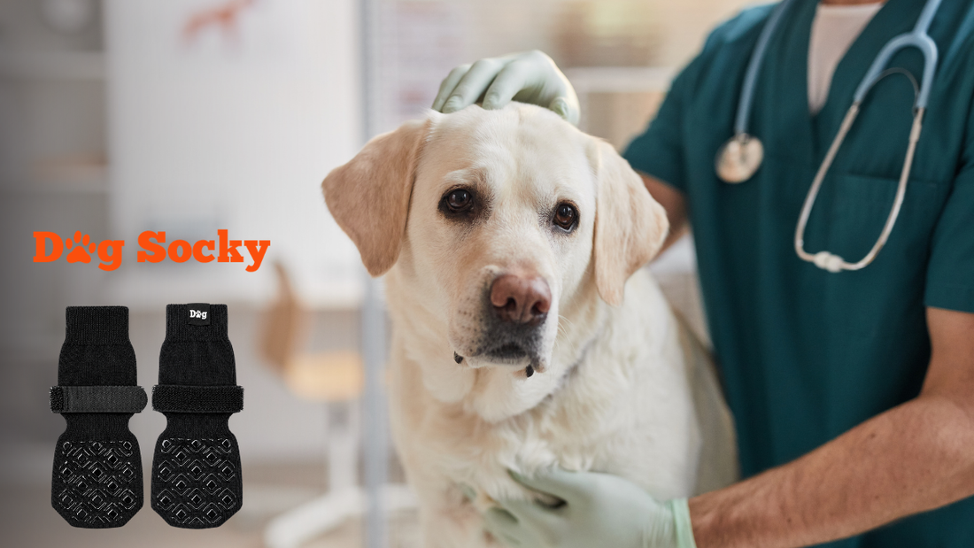 Labrador bij dierenarts meting, waarom Dog Socky meet op pootbreedte en niet enkel