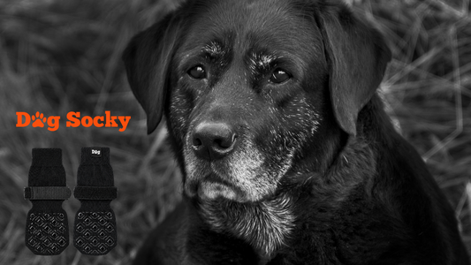 Oude zwarte Labrador, 7 meetfouten bij hondensokken maat Dog Socky vermijden