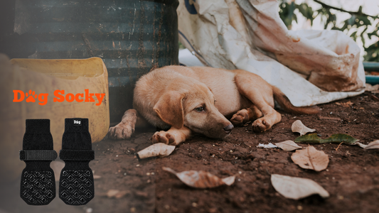 Labrador puppy buiten, voor- en achterpoten verschillende maten oplossen