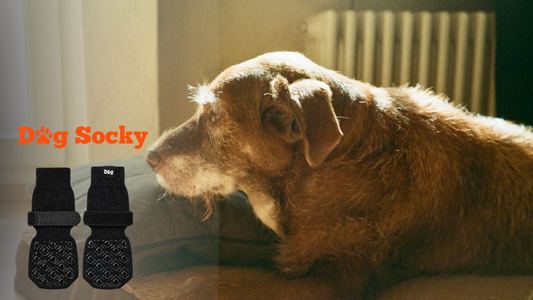 Oude Golden Retriever in warme verlichting, levenskwaliteit meten voor je oude hond