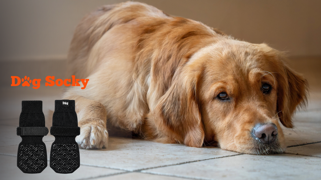 Oudere golden retriever ligt op een tegelvloer naast antislip hondensokken van Dog Socky